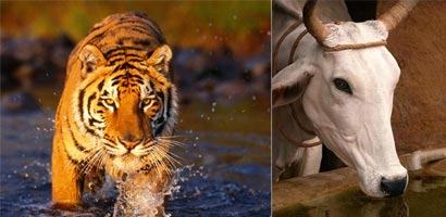 Cow kills Tiger in Tamil Nadu