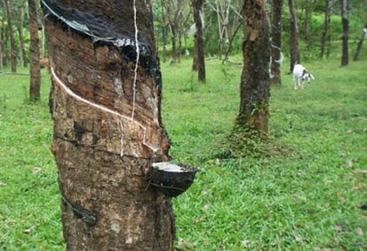 raw rubber Sri Lanka