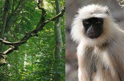 White Monkey in Sinharaja forest