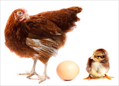 egg or chicken came first in Sri Lanka