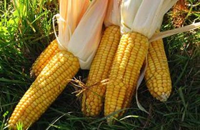 maize