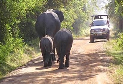 Sri Lanka mulls elephant conservation centre