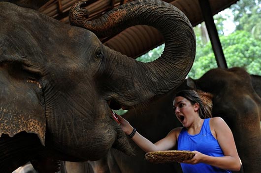 Pinnawala Elephants