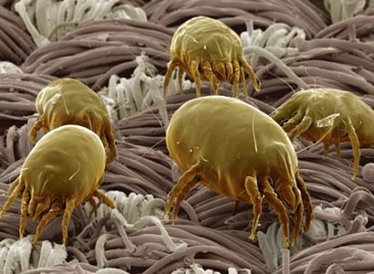 Dust mites on more mobile phones