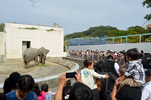 Sri Lankan elephants Anura and Kosara at the Higashiyama zoo in Nagoya, Japan.