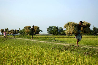 Arsenic in Bangladeshi rice like in Sri Lanka