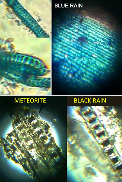 BOTH LIVE AND ANCIENT FOSSILISED DIATOMS FOUND IN TWO METEORITES THAT CRASH LANDED IN SRI LANKA SAYS CHANDRA WICKRAMASINGHE