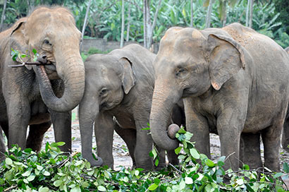 3 Sri Lankan Elephants