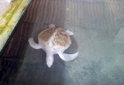 Rare albino turtles stolen in Sri Lanka