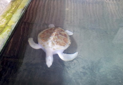 Albino Turtle