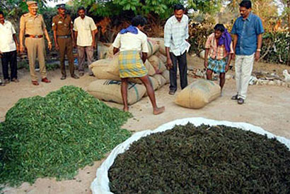 Tamilnadu ganja