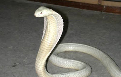 Missing albino cobra found 