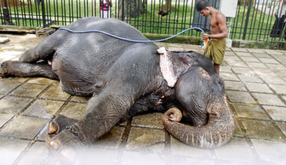 Elephant bathe