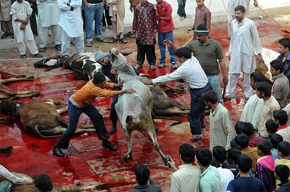 Hajj animal slaughters