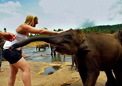 Sri Lanka Elephants