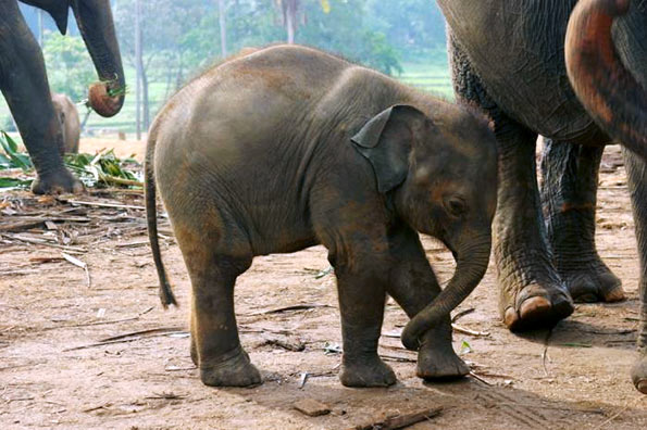Baby Elephant