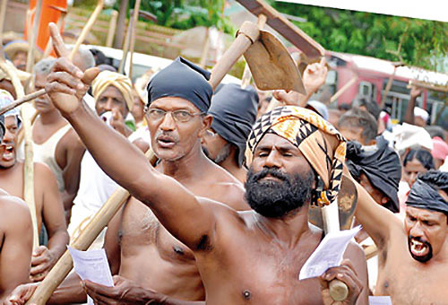 Sri Lankan paddy farmer