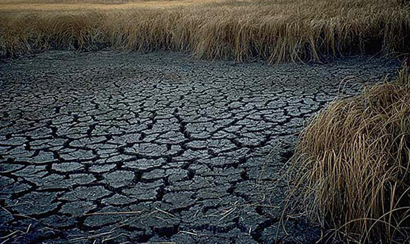 Drought Paddy