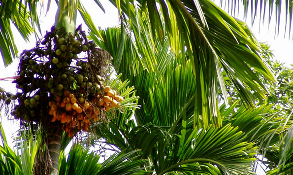 Areca in Sri Lanka