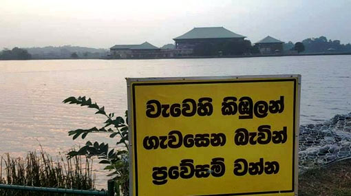 Crocodiles at Parliament lake in Sri Lanka