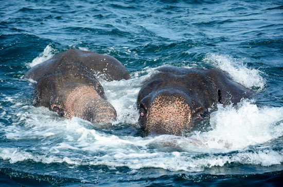 Sri Lanka navy rescues two elephants washed out to sea