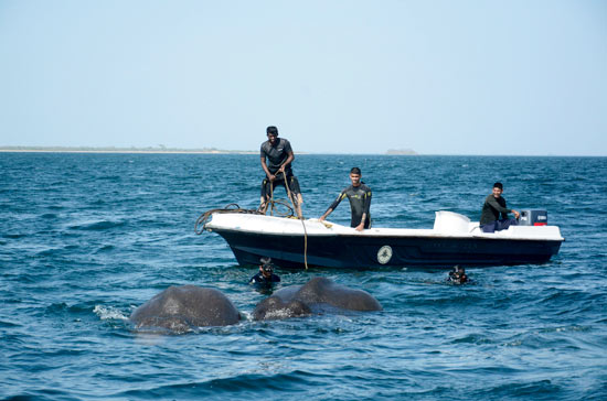 Sri Lanka navy rescues two elephants washed out to sea