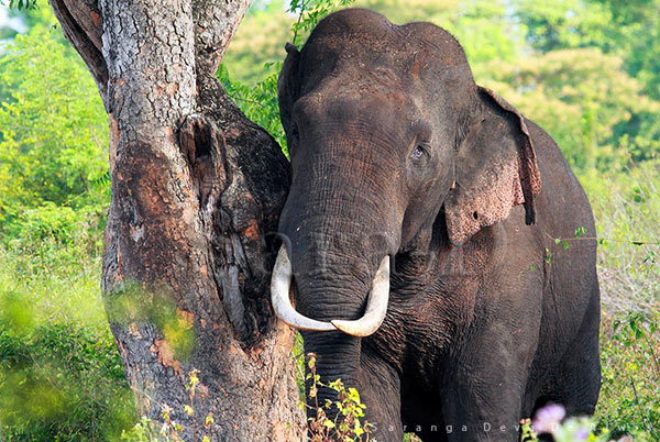 Galgamuwa Tusker