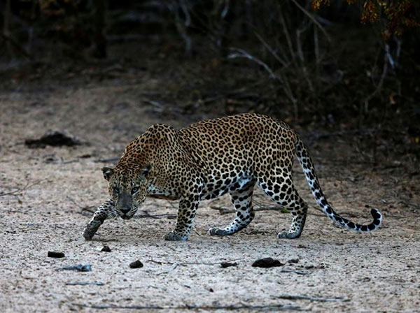 Sri Lanka leopard