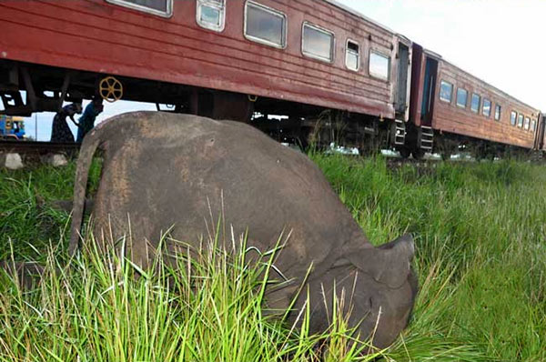 Elephants killed in collision with train in Sri Lanka