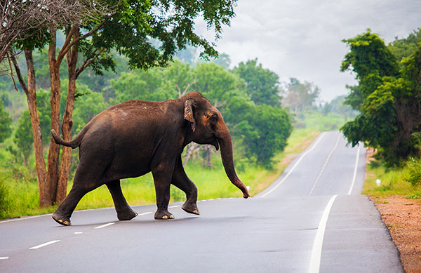 Wild elephant in Sri Lanka