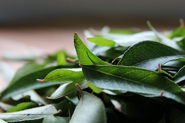 Curry leaves from Sri Lanka