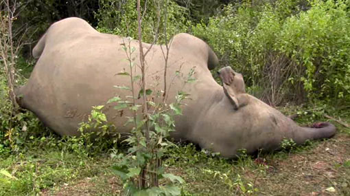 Elephant shot and killed