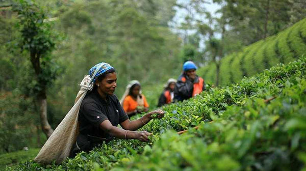 Tea picker worker at tea estate in Sri Lanka
