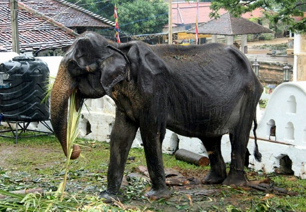 Tikiri elephant in Sri Lanka