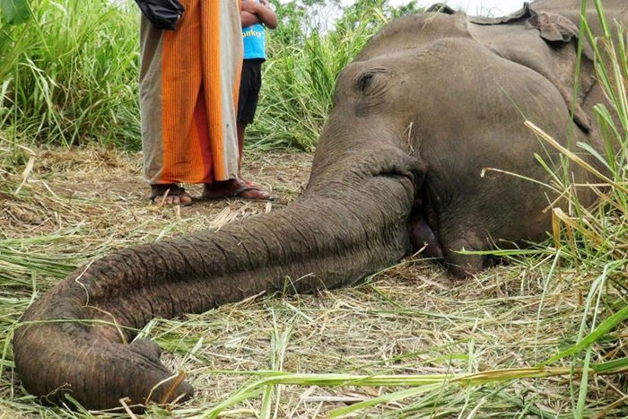 Elephant killed in Sri Lanka