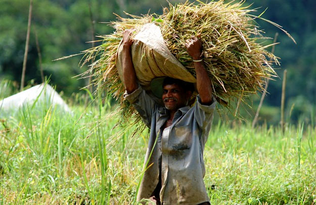 Paddy farmer in Sri Lanka