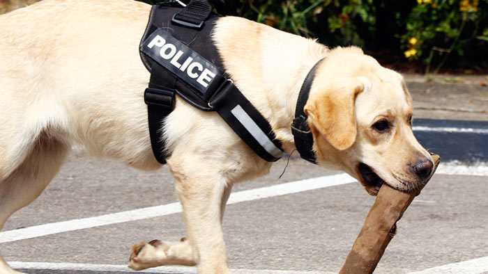 Police dog in Sri Lanka