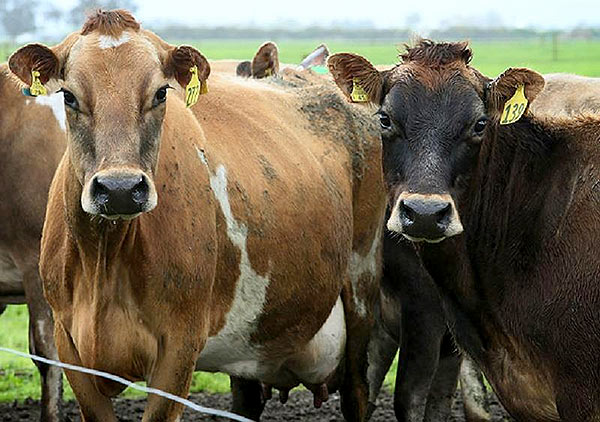 Cattle slaughter ban in Sri Lanka