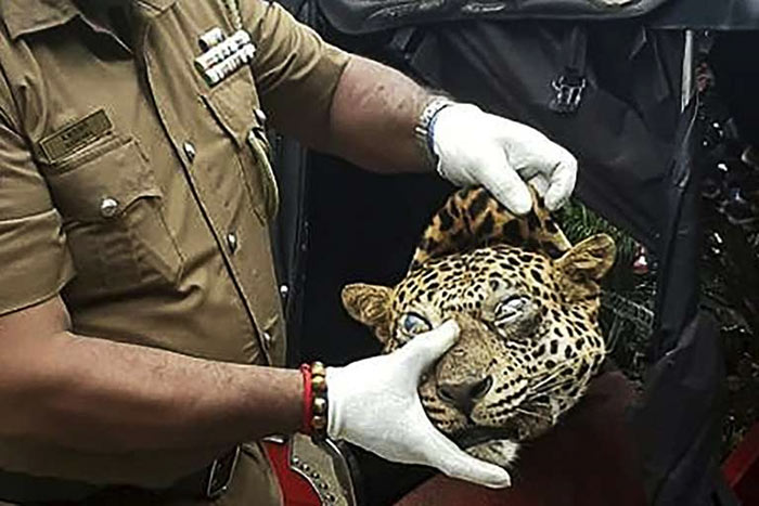 Leopard killed in Sri Lanka