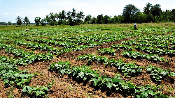 Vegetable cultivation in Sri Lanka