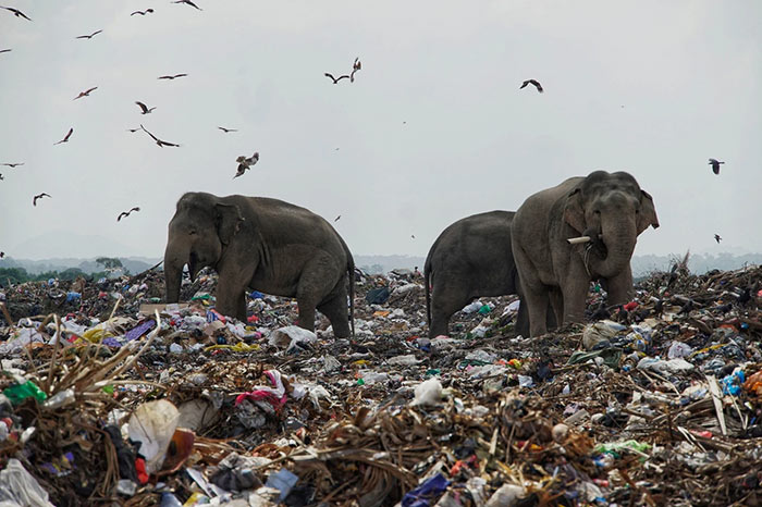 Elephants eat garbage in Sri Lanka