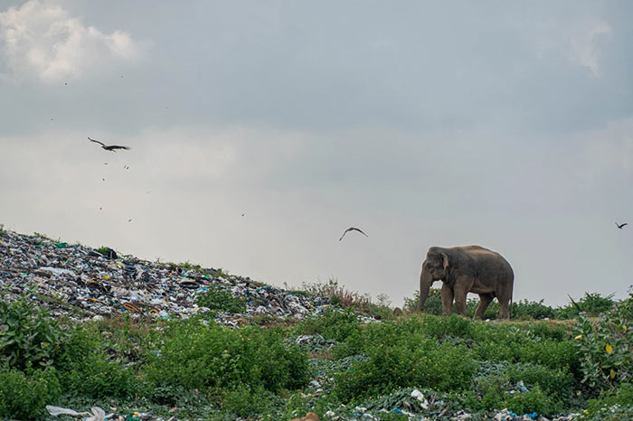 Elephants eat garbage in Sri Lanka