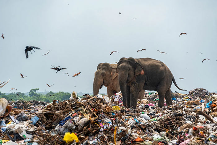 Elephants eat garbage in Sri Lanka