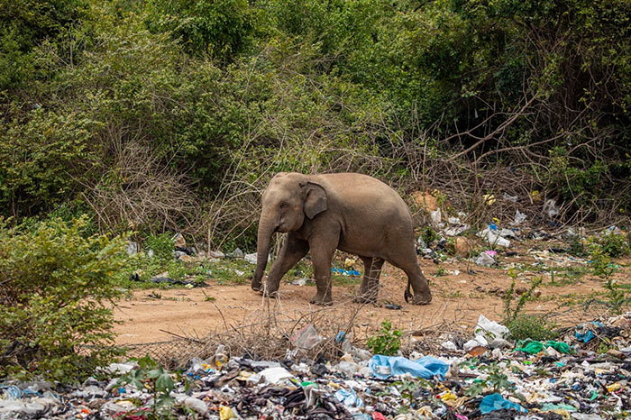 Elephants eat garbage in Sri Lanka