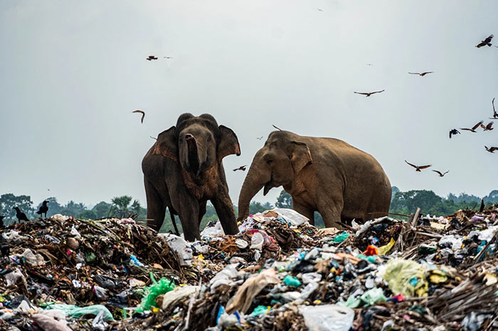 Elephants eat garbage in Sri Lanka