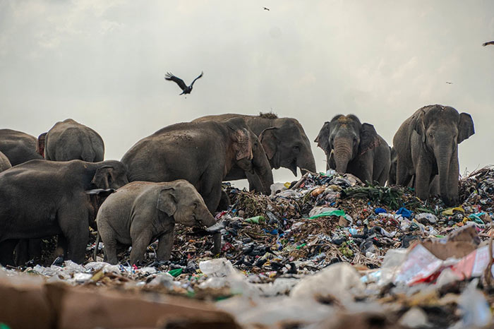 Elephants eat garbage in Sri Lanka