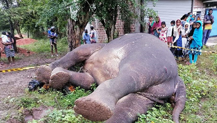 Police officer kills wild elephant in Kahatagasdigiliya Sri Lanka