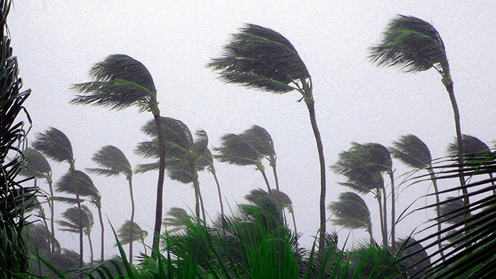 Trees during the cyclone