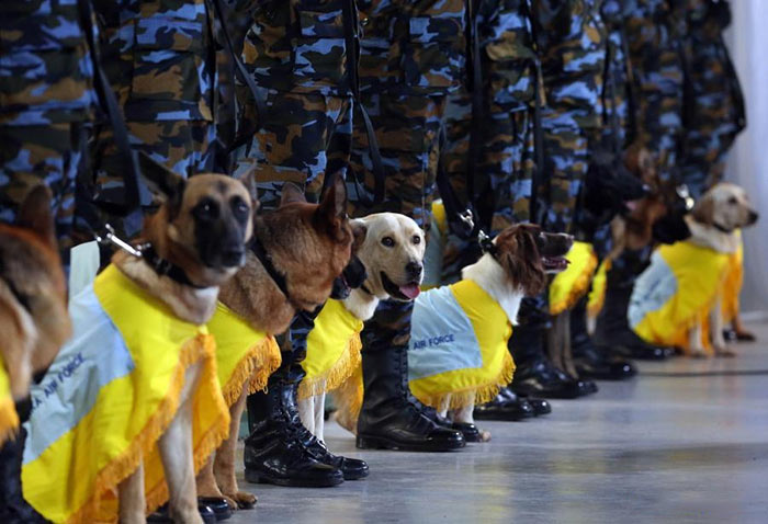 Sri Lanka Air Force sniffer dogs