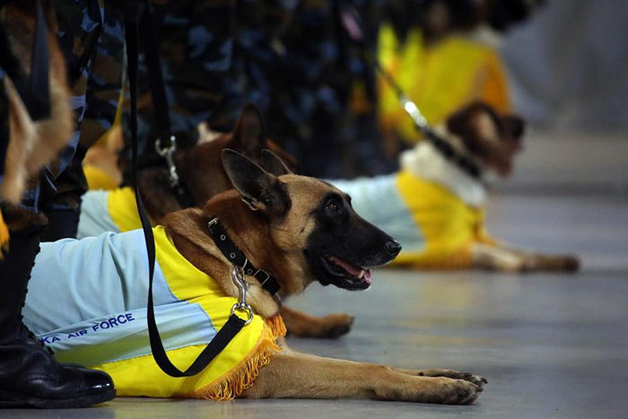 Sri Lanka Air Force sniffer dogs